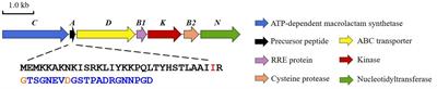 Leader peptide removal in lasso peptide biosynthesis based on penultimate isoleucine residue